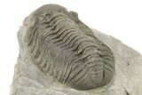 Detailed Morocops Trilobite - Large Specimen #273417-5